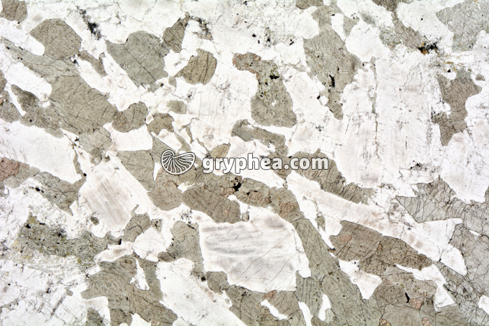 Gabbro LPNA x3,5 - gryphea.com